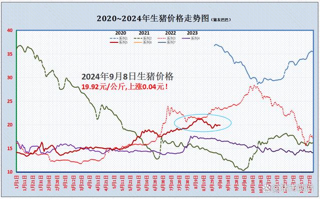 一夜“升温”，猪价再度上涨！中秋前猪价走势如何？