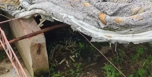 猪舍内可见死猪骸骨