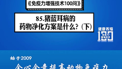 免疫力增强技术100问第85期：猪蓝耳病的药物净化方案是什么？(下)