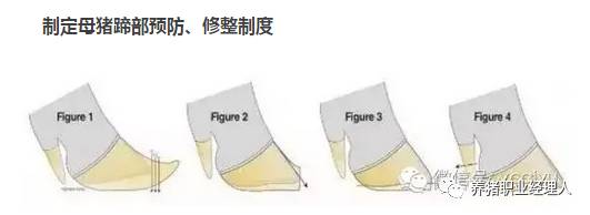 修蹄、打磨的全过程