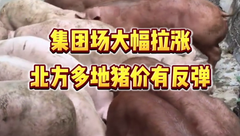 9月15日生猪价格：集团场缩量加屠企备货增多，采购积极性提升，北方多地猪价有涨！