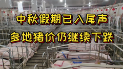 9月17日生猪价格：中秋假期已入尾声，多地猪价仍继续下跌