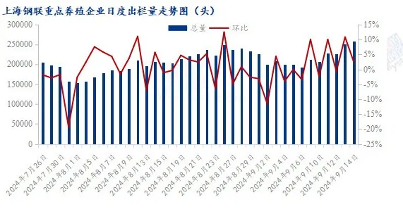 猪价“逢节必跌”魔咒难以打破！后市还能涨回来吗？