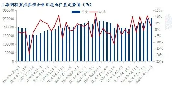 9月猪价“一地猪毛”！什么原因导致的？后期会不会涨？