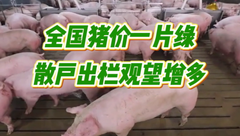 9月21日生猪价格：连续下跌，市场猪源供应充足，还会有新的上涨行情吗？