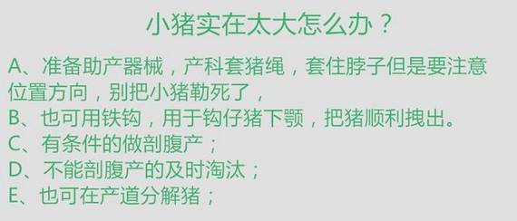 史上最全母猪难产的万能方案！赶快收藏