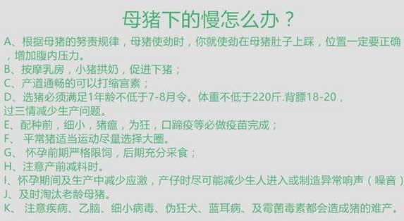 史上最全母猪难产的万能方案！赶快收藏