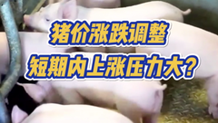 9月22日生猪价格：猪价涨跌调整，市场供需基本面依然偏空，短期内上涨仍存较大压力？