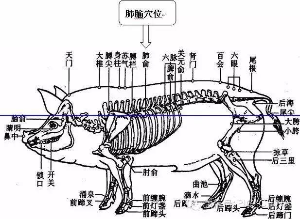 猪打针