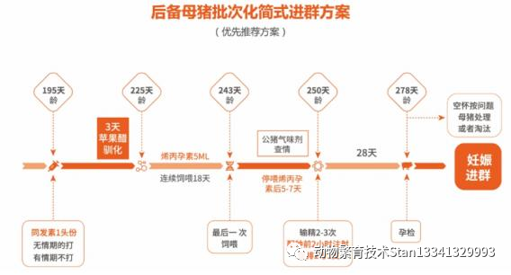 后备母猪批次化简式进群方案