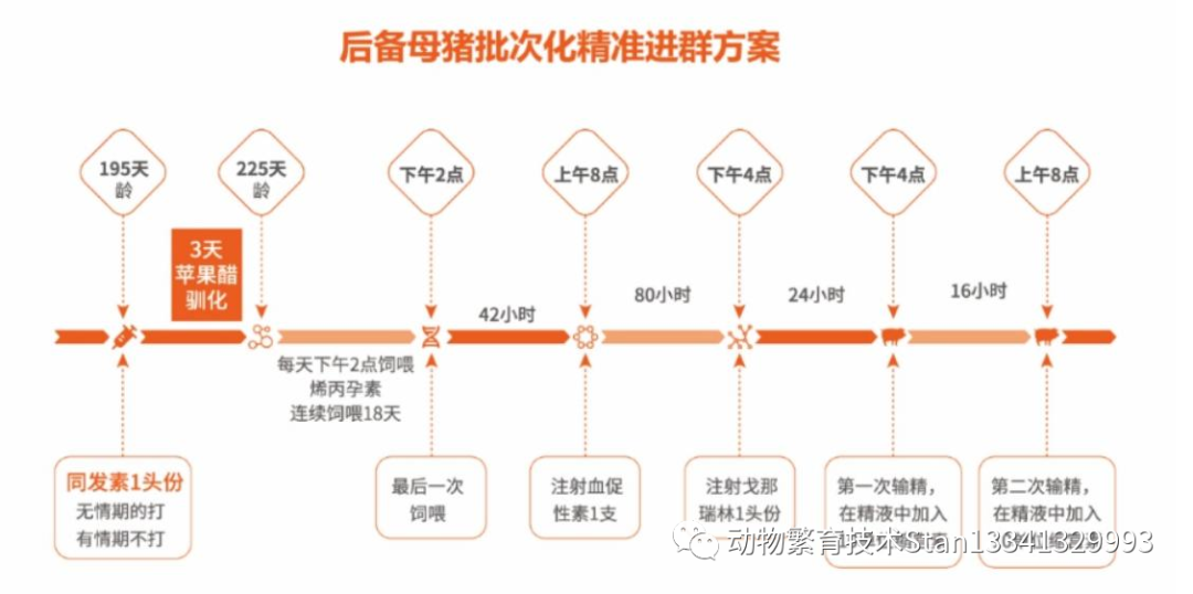 后备母猪批次化精准进群方案