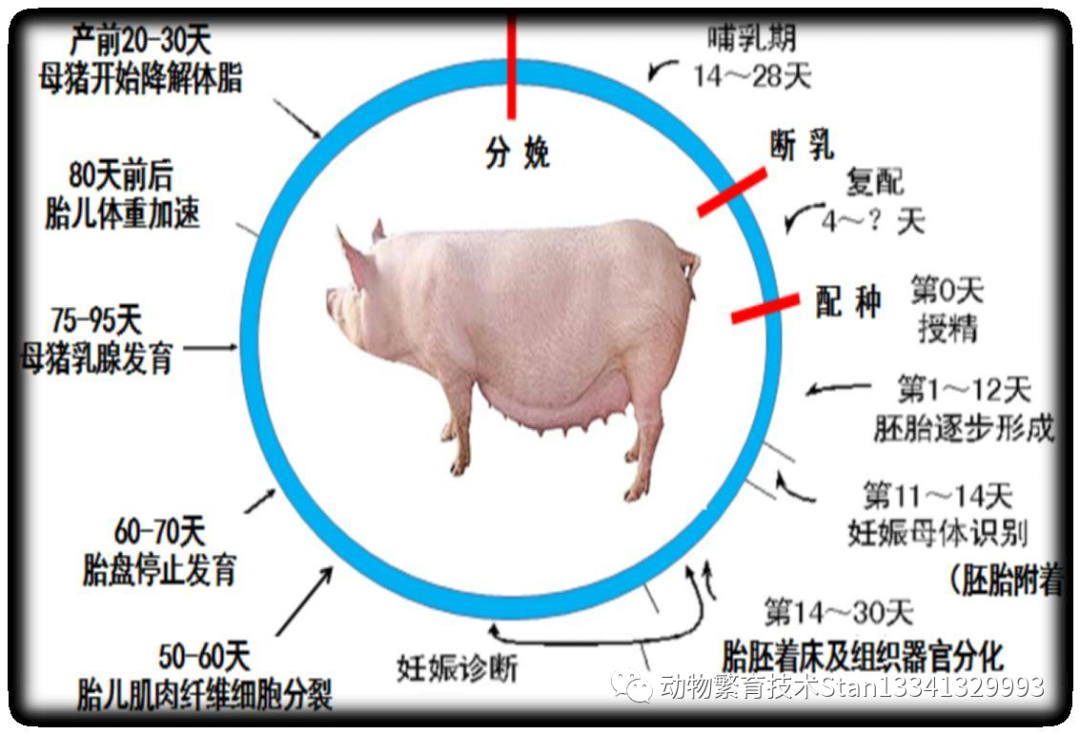 实施母猪全阶段精细化管理