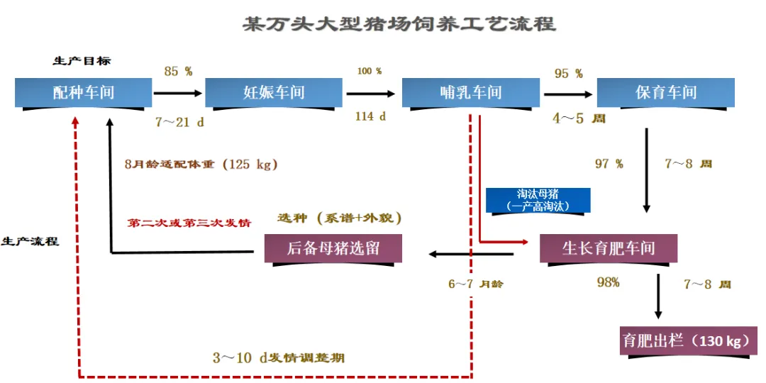 PDCA模式在大型猪场的饲养工艺流程上的应用