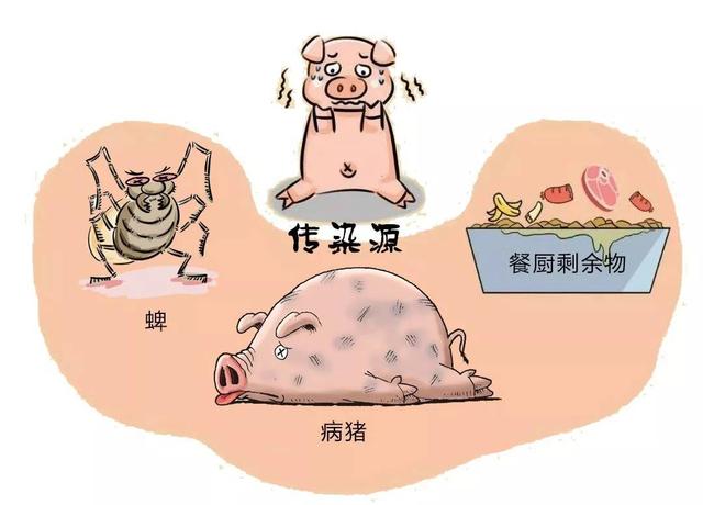 非洲猪瘟如何传入我国的？传播途径分析