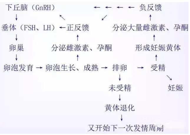 母猪发情周期