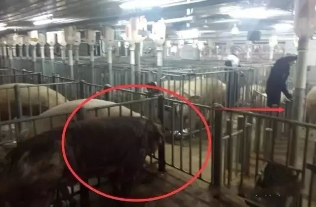 养公猪也是门技术活，12种青年公猪调教方法！