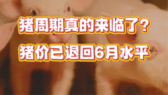 10月4日生猪价格：全国均价接连下跌，17元能否保住？