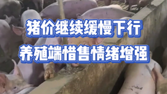 10月5日生猪价格：多地猪价继续小幅下跌，养殖端惜售情绪再起，猪价将要反弹？