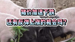 10月6日生猪价格：猪价加速下跌，多地跌幅近1元/公斤，四季度猪价还有反弹上涨的机会吗？