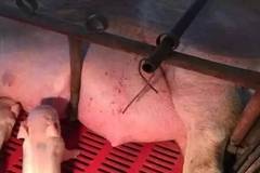 母猪的最后两对乳房也很重要！