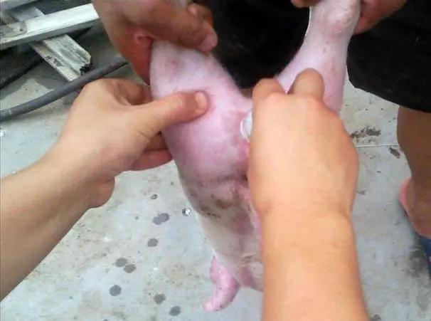 猪阉割