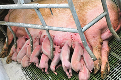 通过改善母猪哺乳前的饲养管理和仔猪的处理方式，能提高乳汁的产量？