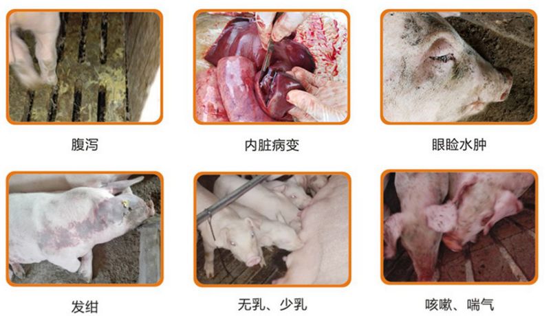 蓝耳、圆环病的主要临床症状