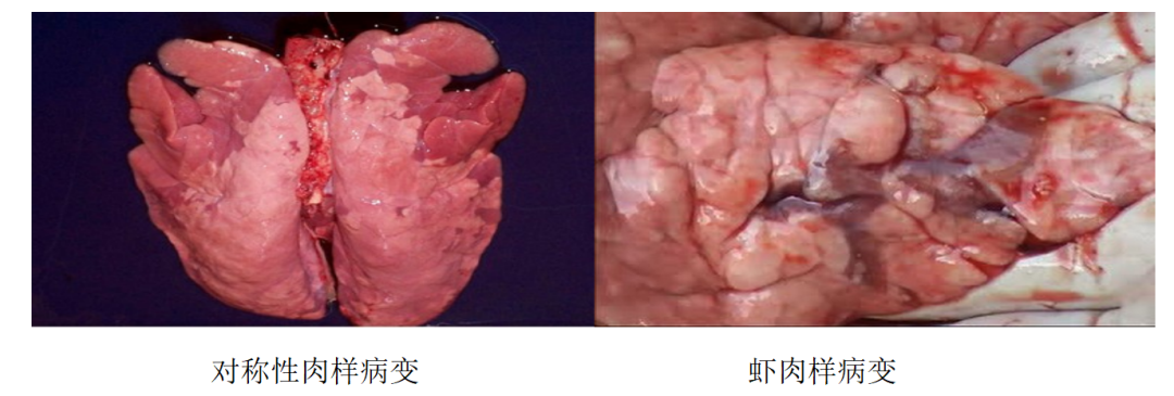 猪支原体肺炎应该怎么防控？这篇文章说清楚了