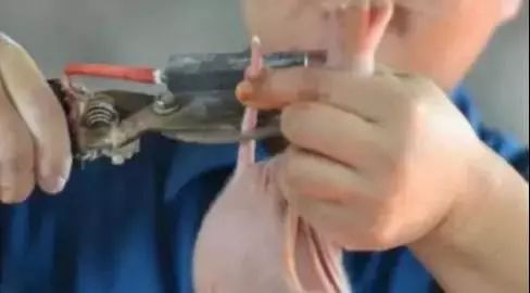 仔猪断尾是对还是错？详解小猪断尾问题
