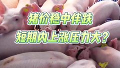 10月13日生猪价格：再度走弱，全国多地开启小幅下调，短期内上涨压力仍然较大？