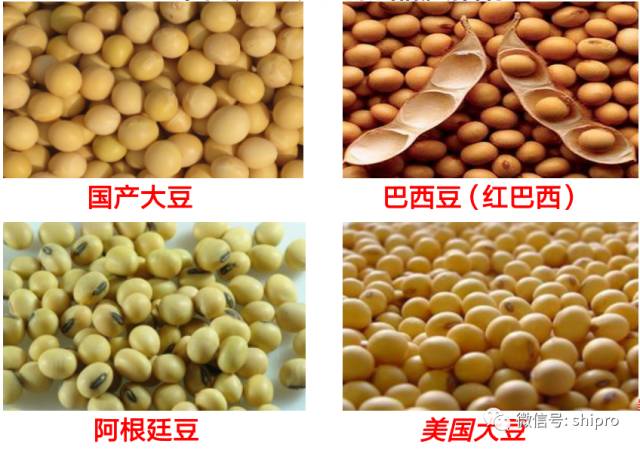 关注原料的使用：膨化大豆的认识与应用