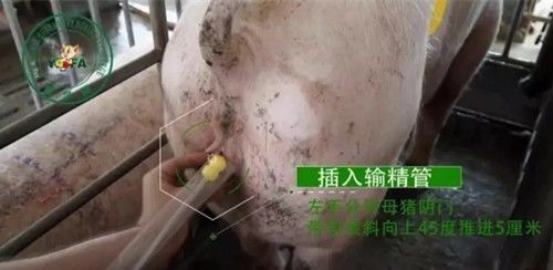 母猪输精