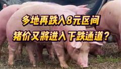 10月16日生猪价格：继续走跌，多地再跌入8元区间，新一轮降价潮又将开启？