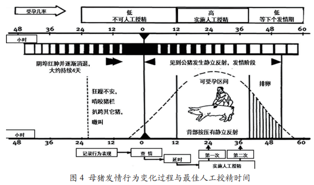 母猪发情行为变化过程与最佳人工授精时间