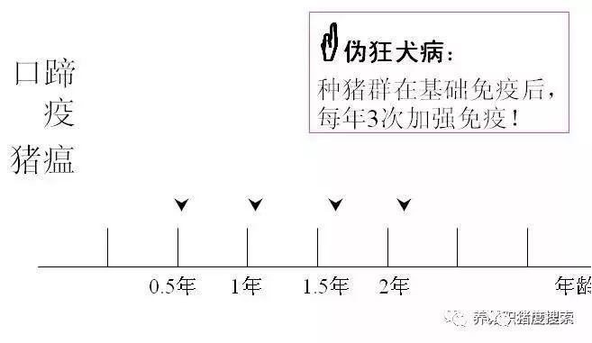 种公猪免疫程序