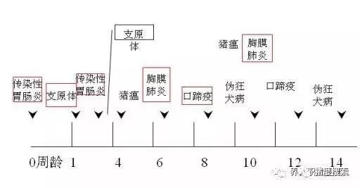 商品猪免疫程序