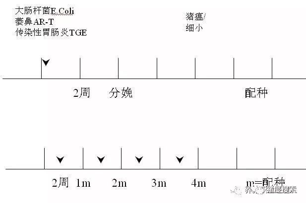 经产母猪免疫程序