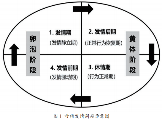 母猪发情周期示意图