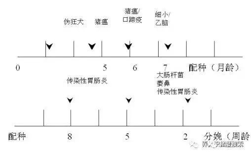 后备猪免疫程序