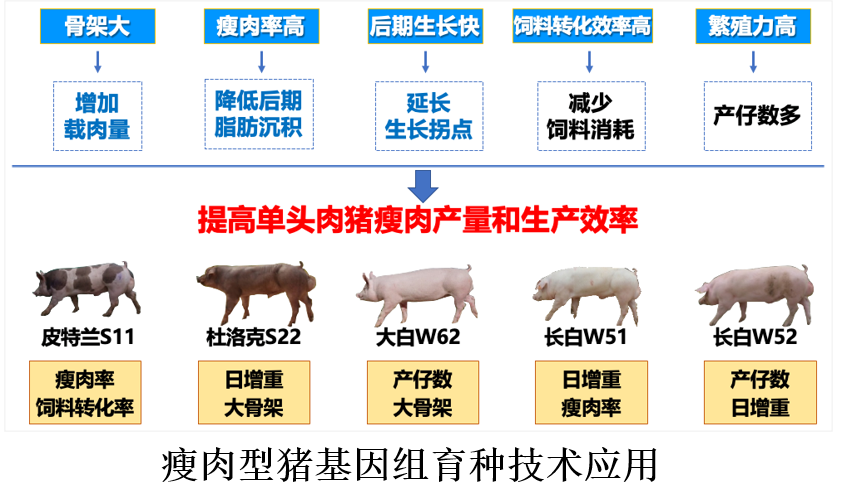 瘦肉型猪基因组育种技术应用