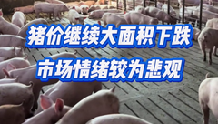 10月19日生猪价格：猪价一片绿，多数地区已回落到“8元区间”，年内还有好行情吗？