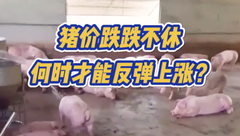 10月20日生猪价格：跌跌不休，下跌幅度多在1-2毛之间，8元将会成为常态吗？