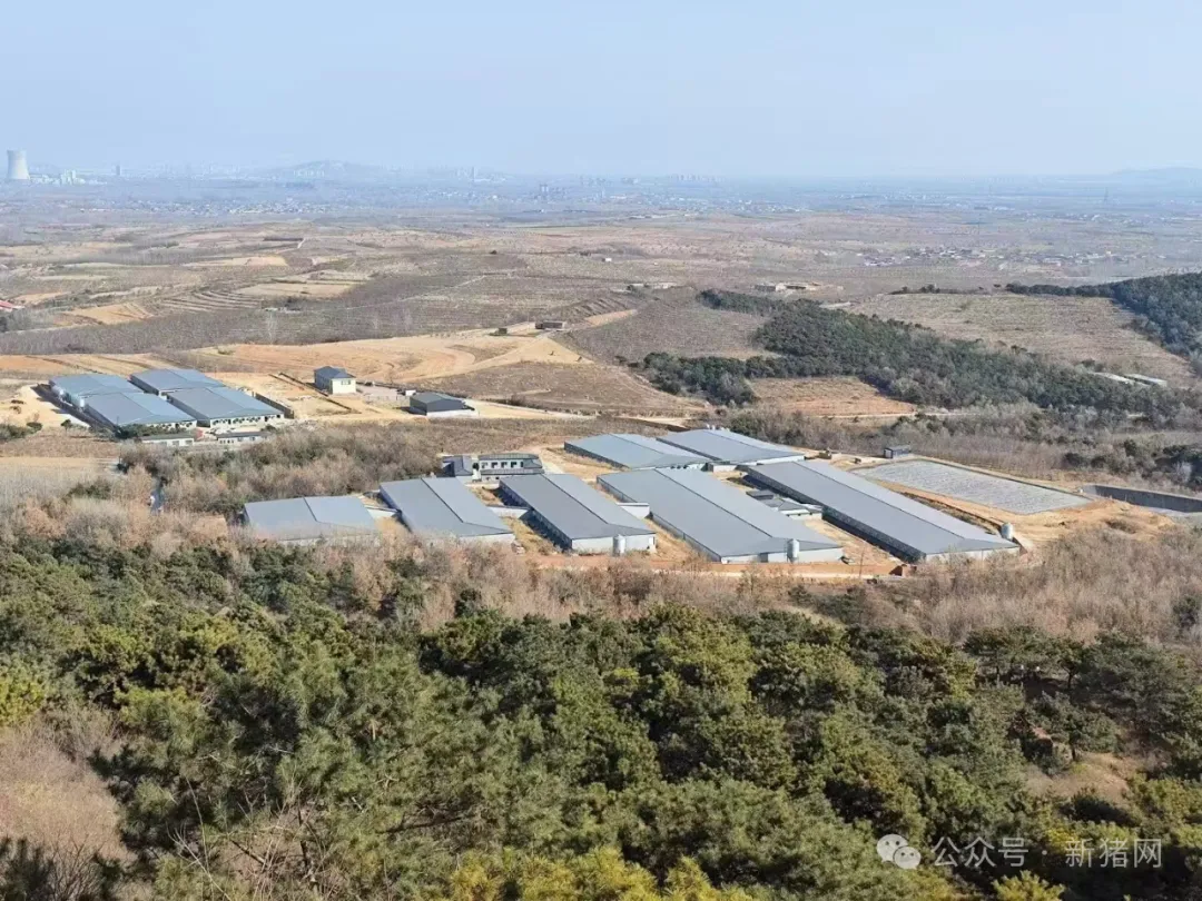 秦皇岛宏都集团水米田种猪场