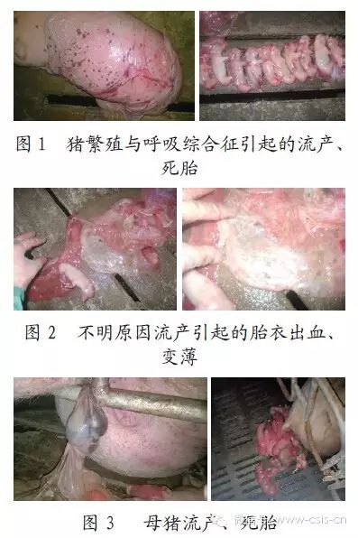 母猪流产、产死胎