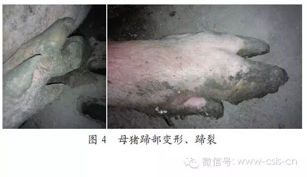 母猪肢蹄病