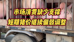 10月27日生猪价格：市场消费缺少支撑，养殖端认卖不积极，短期猪价继续偏弱调整！