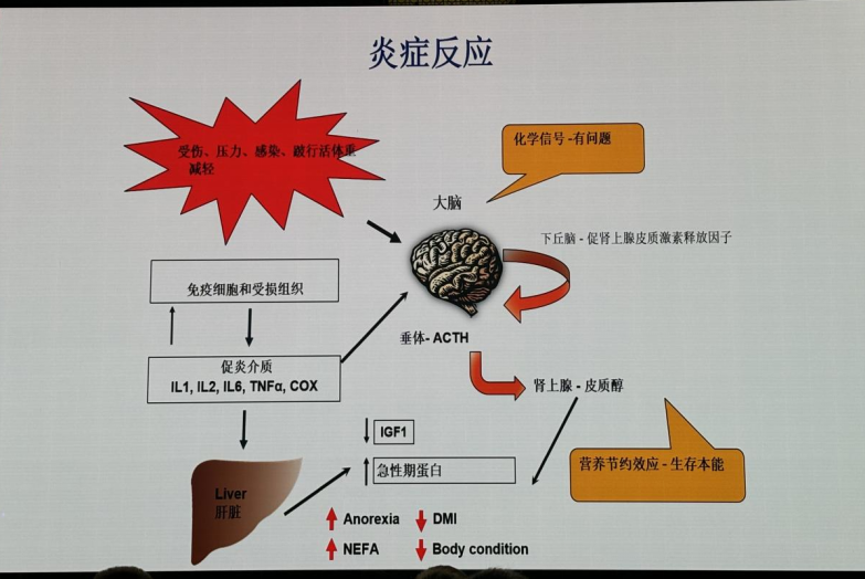 炎症反应