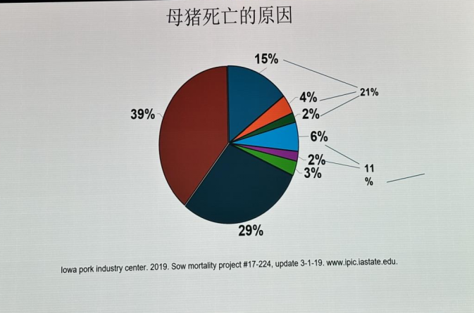 母猪死亡的原因