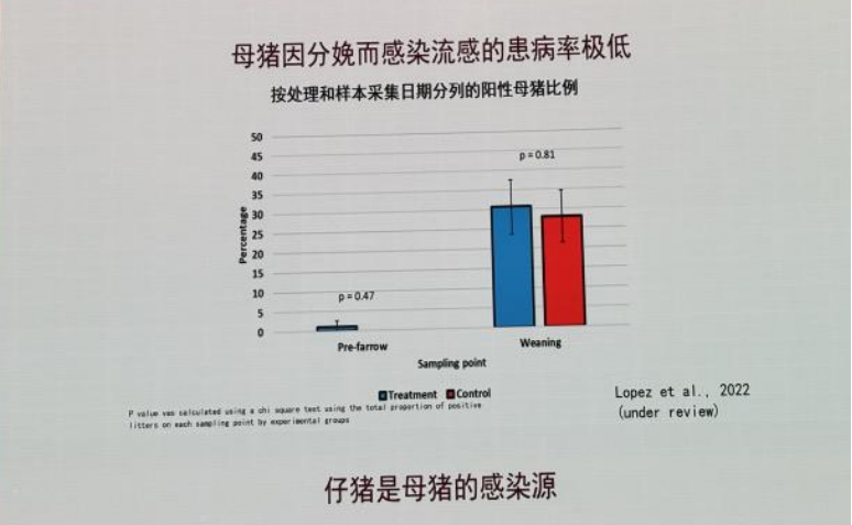 母猪因分娩而感染流感的患病率极低