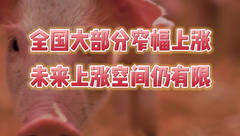 11月2日生猪价格：生猪市场涨不动了？集体上涨但至高仅涨0.17